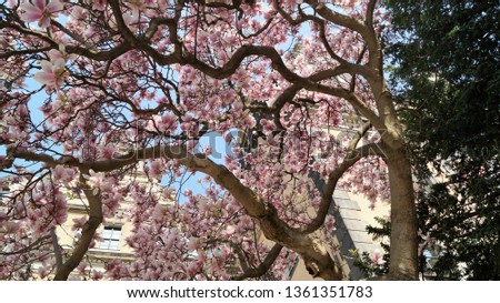 blooming magnolia tree on the background of the historic sights of Dresden