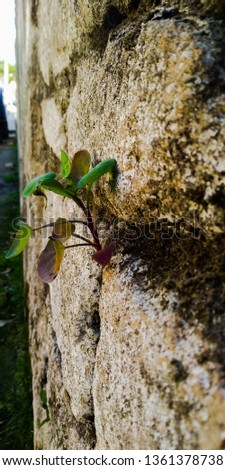the picture is taken in Morocco , which is a rose in the wall