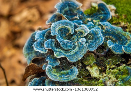 Polypores - Bracket fungi or shelf fungi growing on a tree. Royalty-Free Stock Photo #1361380952