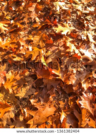 Colorful oak leaves in fall colors on the ground.