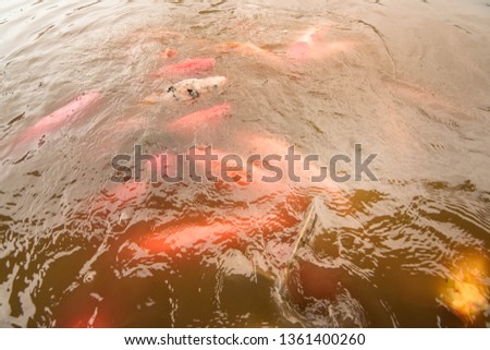 Goldfish swim in the pool against a background of orange water