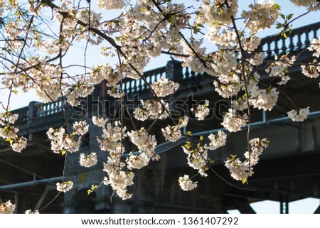Spring Cherry Blossoms underneath Burnside Bridge in Portland, Oregon Royalty-Free Stock Photo #1361407292