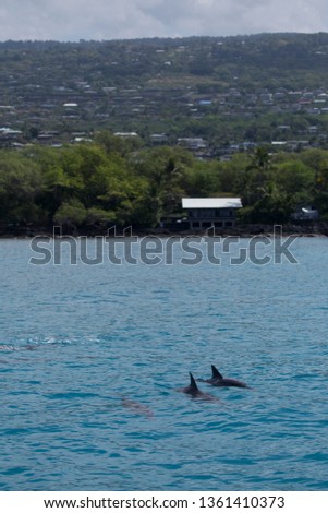 Dolphins swim off the coast of Kona in the Big Island of Hawaii.