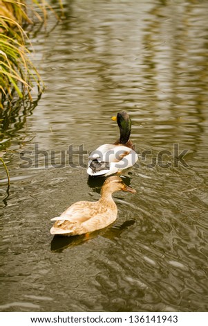 Ducks On The Water