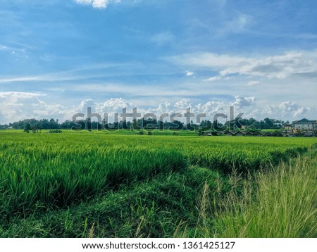 Natural Beautiful view of cloudy blue sky with green rice fields and house