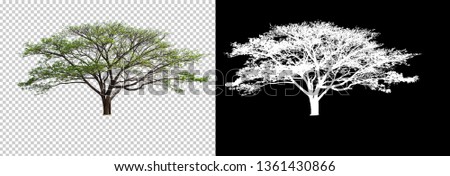 single tree on transparent picture background with clipping path, single tree with clipping path and alpha channel on black background 