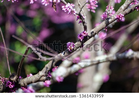 Early sprouting Western Redbud in Virginia Royalty-Free Stock Photo #1361433959
