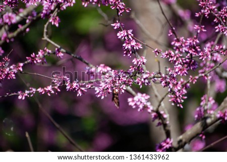 Early sprouting Western Redbud in Virginia Royalty-Free Stock Photo #1361433962