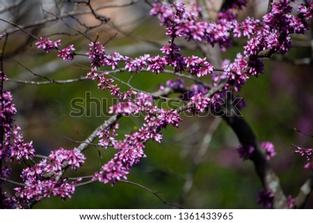 Early sprouting Western Redbud in Virginia Royalty-Free Stock Photo #1361433965