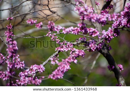Early sprouting Western Redbud in Virginia Royalty-Free Stock Photo #1361433968