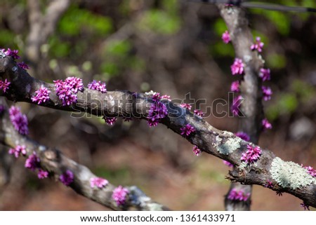 Early sprouting Western Redbud in Virginia Royalty-Free Stock Photo #1361433971