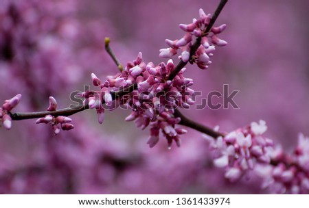 Early sprouting Western Redbud in Virginia Royalty-Free Stock Photo #1361433974