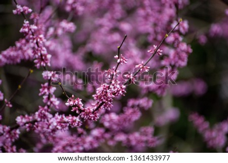 Early sprouting Western Redbud in Virginia Royalty-Free Stock Photo #1361433977