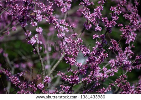Early sprouting Western Redbud in Virginia Royalty-Free Stock Photo #1361433980