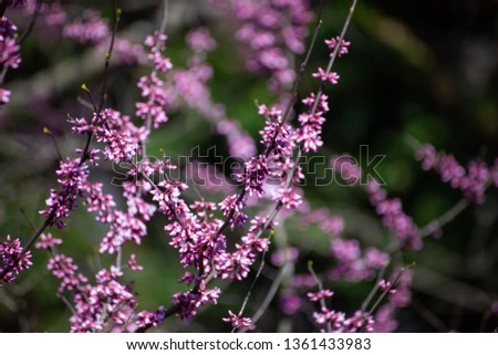 Early sprouting Western Redbud in Virginia Royalty-Free Stock Photo #1361433983