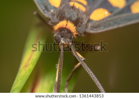 Top down shot of a Leading lines of antennas of a tiger moth headshot sitting on a green leaf