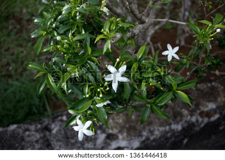 beautiful photos of very beautiful white jasmine flowers