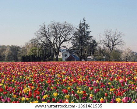 Tulip field in spring in the Pacific Northwest