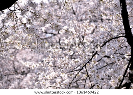 Cherry blossoms in Nagoya Castle, Japan.
