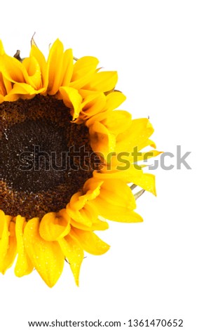 A Brilliantly Yellow Sunflower on a White Background