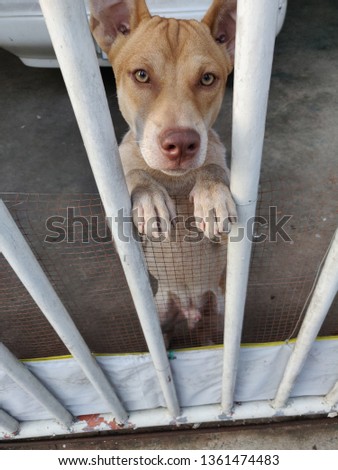 Picture of The dog is waiting for the owner ready for adoption dog behind bars waiting to be fed dog  put her head through the bars of the cage Cute dog caught by hingheri who is housed in a cage