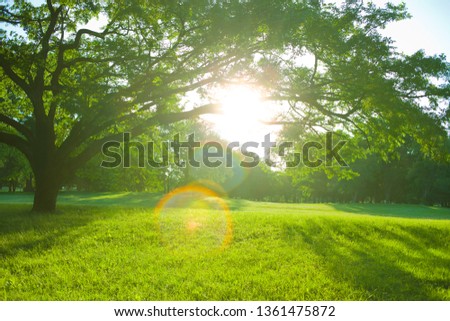 tree sunlight in the garden