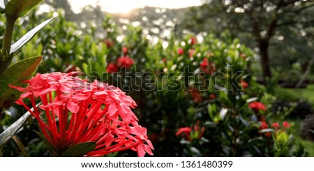 Beautifull Wild Red Flower