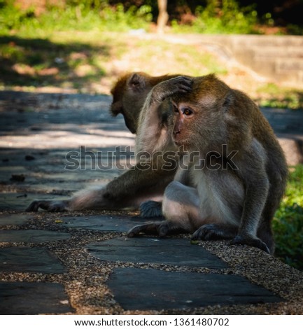 Two monkeys sitting on the floor