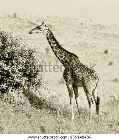 Giraffe on the Masai Mara National Reserve, Kenya (stylized retro)
