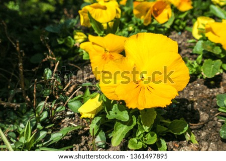 Beautiful big yellow pansies in the garden closeup