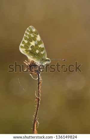 Butterfly (Eastern Bath White, Pontia edusa) resting on a dry plant