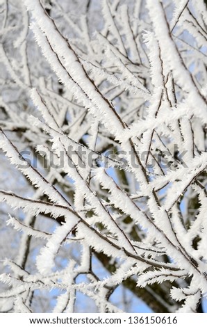 hoar-frost on trees in winter