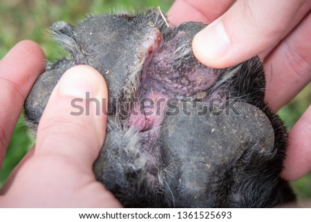 Close up between the pads of a red and swollen canine paw with open wounds as a result of canine atopic dermatitis. Royalty-Free Stock Photo #1361525693