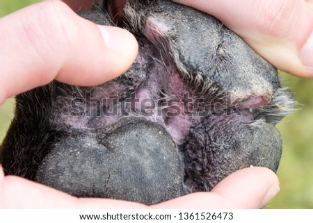 Close up of the underside of a red and swollen canine paw with open wounds on the pads as a result of canine atopic dermatitis. Royalty-Free Stock Photo #1361526473