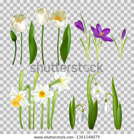 Set of spring flowers.
Snowdrops. Crocuses. Daffodils. Tulips. Spring fragrance.