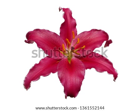 single flower isolated with clipping path on white background