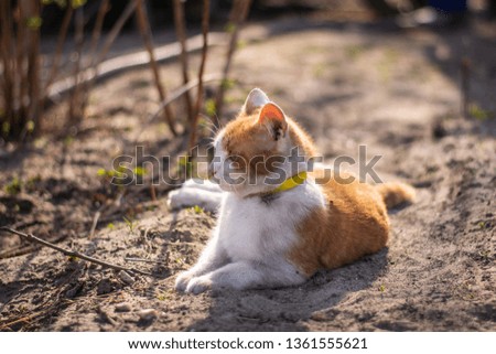 Close up photo of an adorable red and white cat with beautiful green eyes, just lying on the ground and looking around.