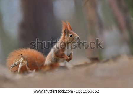 Art view on wild nature. Cute red squirrel with long pointed ears in autumn scene . Wildlife in November forest. Squirrel sitting on the ground. Sciurus vulgaris 