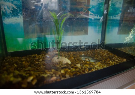 empty aquarium with stones and underwater plants but without fish. Small square aquarium in the room. 