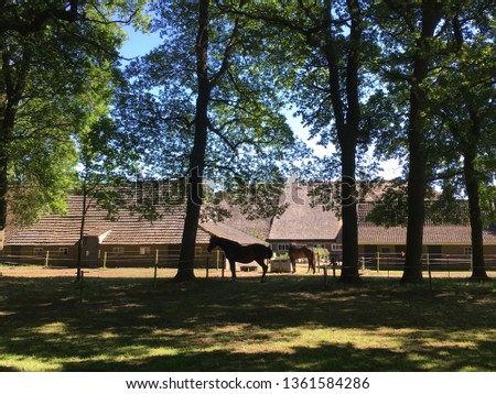 Horses in front of an old barn amidst a couple of trees.