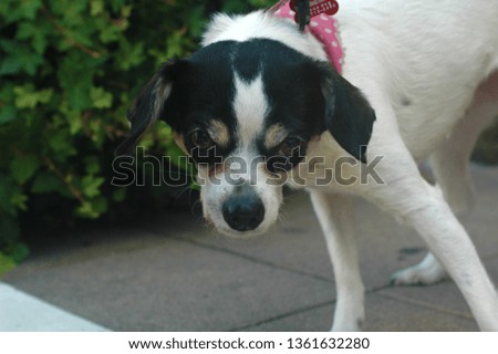 White and Black Short haired Chihuahua Small Dog breed
