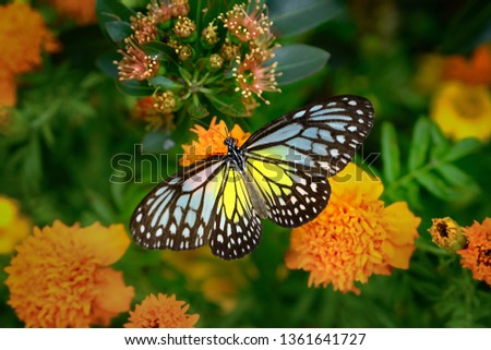 Butterfly series - Family Nymphalidae - sub family Danainae - Blue Glassy Tiger (Ideopsis vulgaris) Royalty-Free Stock Photo #1361641727