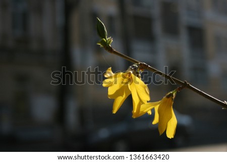 forsythia closeup yellow plant