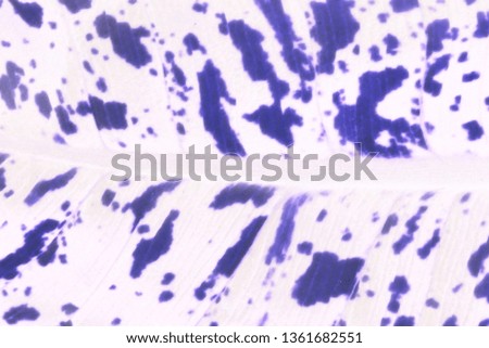 Creative abstract tropical leaf pattern layout purple white neon colors digital effect . nature concept. 