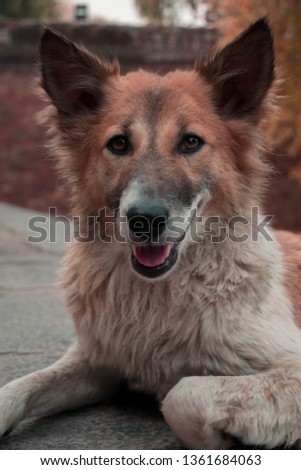 Street Doggy sitting on Road