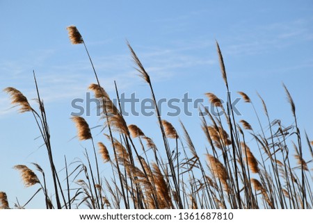 view of plants in the wind against a blue sky background