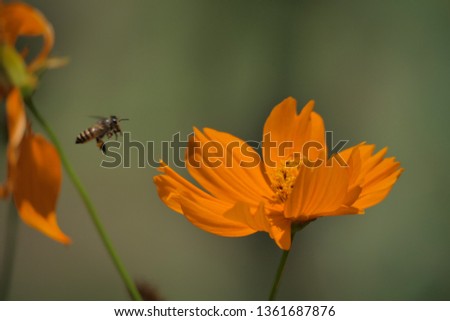 Bee flies over orange flower