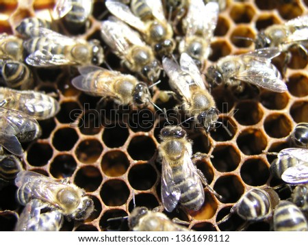 A dense cluster of swarms of bees in the nest. Working bees, drones and uterus in a swarm of bees. Honey bee. Accumulation of insects. Close up