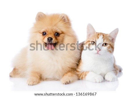 orange cat and spitz dog together. looking at camera. isolated on white background Royalty-Free Stock Photo #136169867