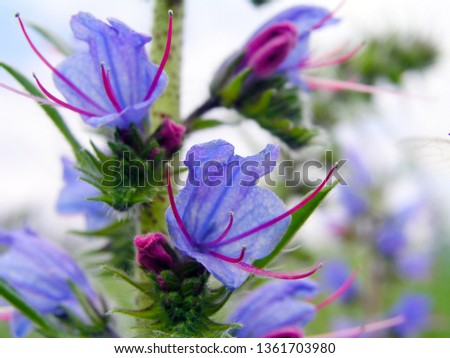 Echium vulgare, viper's bugloss, blueweed. Collect pollen in the meadow. Detailed image of the bee collecting pollen. Royalty-Free Stock Photo #1361703980